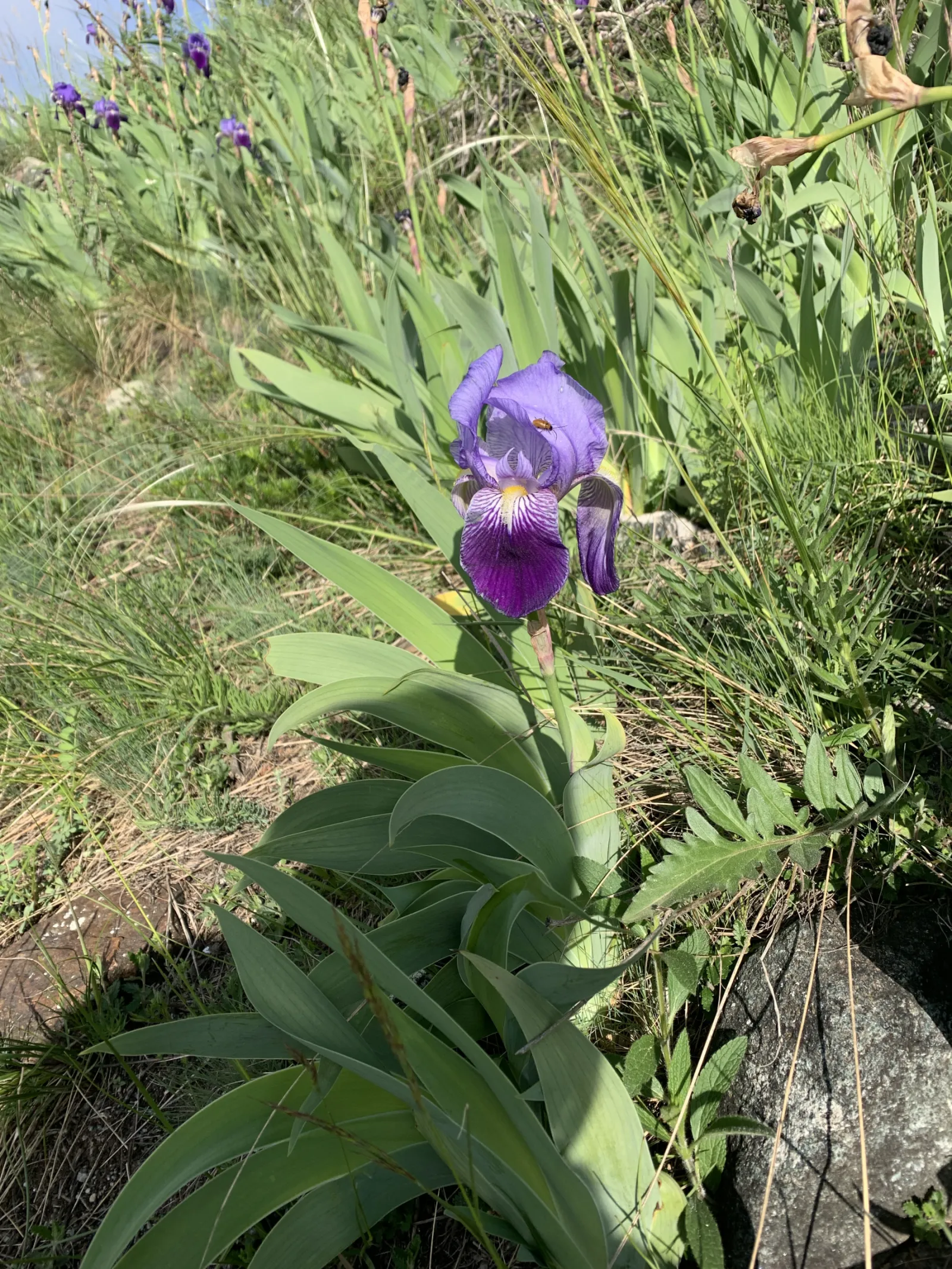 Iris violet dans un jardin de montagne