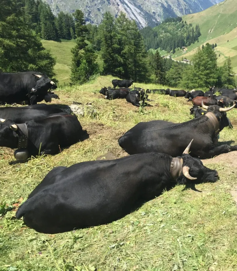 Vaches de la race d'Hérens couchées dans un alpage